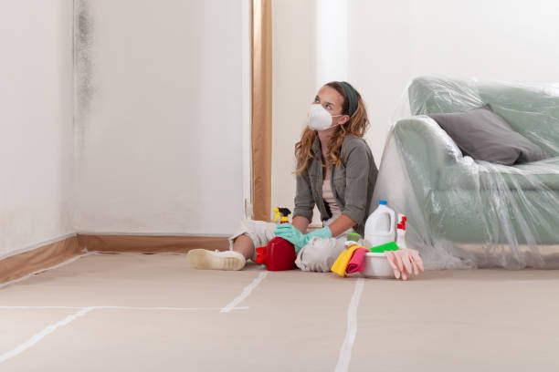 Reliable Mold Remediation contractor in Stephens City, VA by 24 Hour Mold Removal