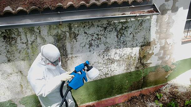 Top rated local Mold Remediation specialists in Stephens City, VA